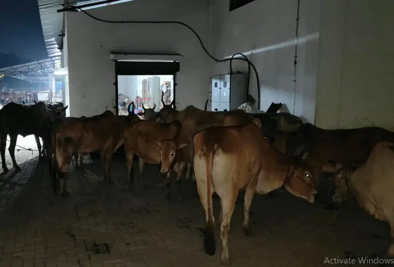 यशोधरानगर पुलिस ने पकड़ी गोवंश तस्करी यशोधरानगर पुलिस ने पकड़ी गोवंश तस्करी
