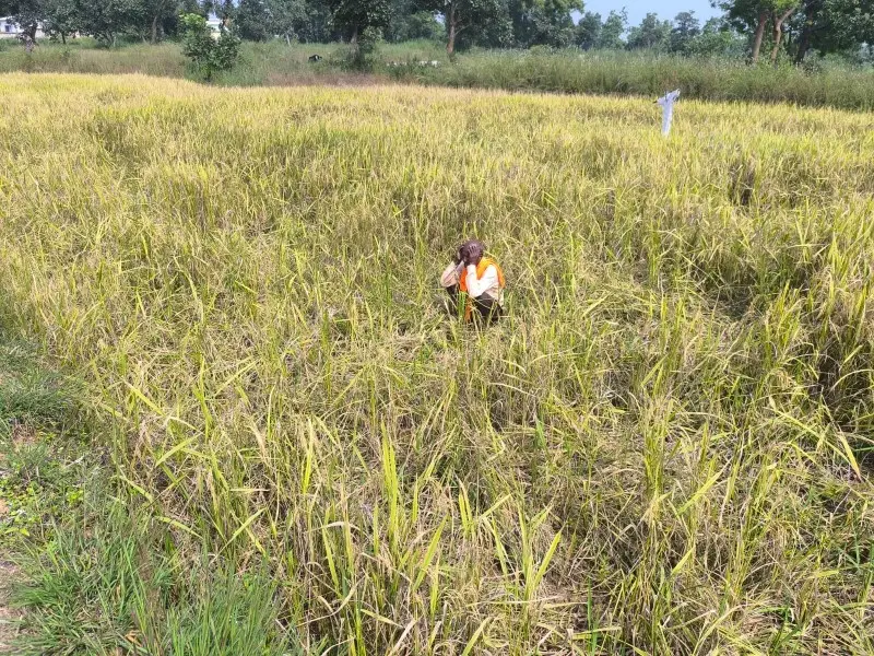 कालीमाटी में जंगली सूअरों का कहर कालीमाटी में जंगली सूअरों का कहर