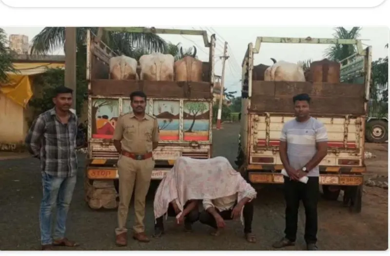 कत्तलीसाठी होणारी जनावरांची क्रूर वाहतूक करडी पोलिसांकडून उघडकीस; ११ लाख ८० हजारांचा मुद्देमाल जप्त! कत्तलीसाठी होणारी जनावरांची क्रूर वाहतूक करडी पोलिसांकडून उघडकीस; ११ लाख ८० हजारांचा मुद्देमाल जप्त!
