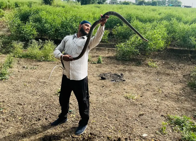 10 से 15 मुर्गियां निगलने वाला सांप पकड़ा 10 से 15 मुर्गियां निगलने वाला सांप पकड़ा