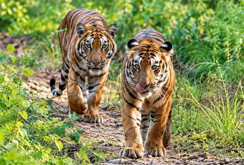 जंगल के नए ‘बादशाह’ बने वज्र और अघोर जंगल के नए ‘बादशाह’ बने वज्र और अघोर