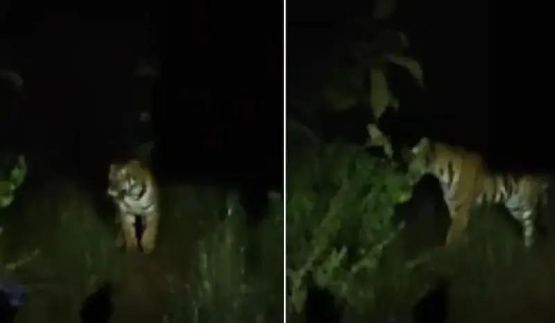 दो बाघों के हमले में युवक की मौत, चार साथी बाल-बाल बचे दो बाघों के हमले में युवक की मौत, चार साथी बाल-बाल बचे